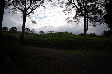 Dimly lit forest edge with silhouetted trees and darkened tea garden under dramatic twilight sky.