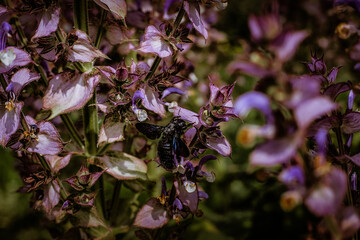 fiori di giardino