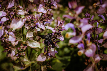 fiori di giardino