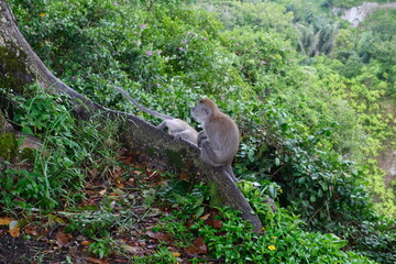 Two wild monkeys sit closely on a tree branch, surrounded by dense tropical vegetation in a lush green forest environment.
