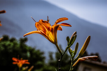 fiori di giardino