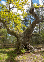 The Enchanted Oak, a very old tree in The Enchanted Forest nature reserve on northern Oland, Sweden.