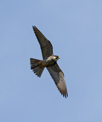 Eurasian Hobby (Falco subbuteo) adult, flying against blue sky on southern Oland, Sweden.