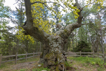 The Enchanted Oak, a very old tree in The Enchanted Forest nature reserve on northern Oland, Sweden.