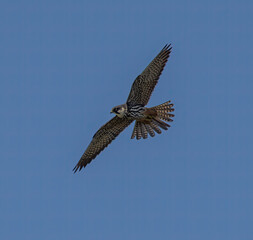 Fototapeta premium Eurasian Hobby (Falco subbuteo) adult, flying against blue sky on southern Oland, Sweden.