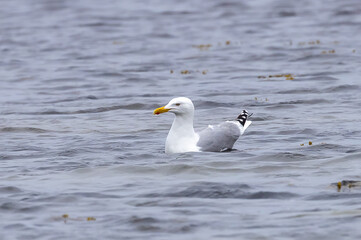 European Herring Gull (Larus argentatus) swimming in the Baltic Sea at southern Oland, Sweden.