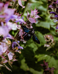 fiori di giardino