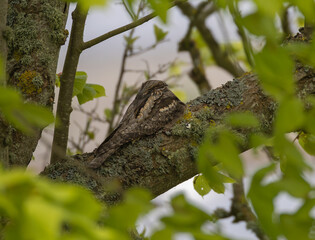 European Nightjar (Caprimulgus europaeus) resting in a tree on the southern tip of island Oland, Sweden.