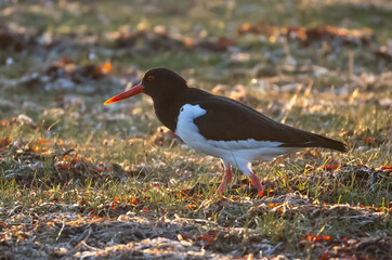 Oystercatcher (Haematopus ostralegus) foraging on a beach meadow on southern Oland, Sweden.