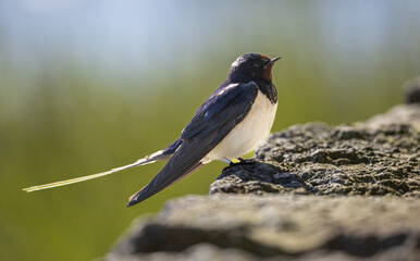 Barn Swallow (Hirundo rustica) sitting on a stone wall at southern Oland island, Sweden.