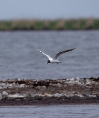 Black-headed Gull (Chroicocephalus ridibundus) flying at the east-coast of Oland Island, southern Sweden.