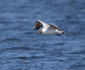 Black-headed Gull (Chroicocephalus ridibundus) flying at the east-coast of Oland Island, southern Sweden.