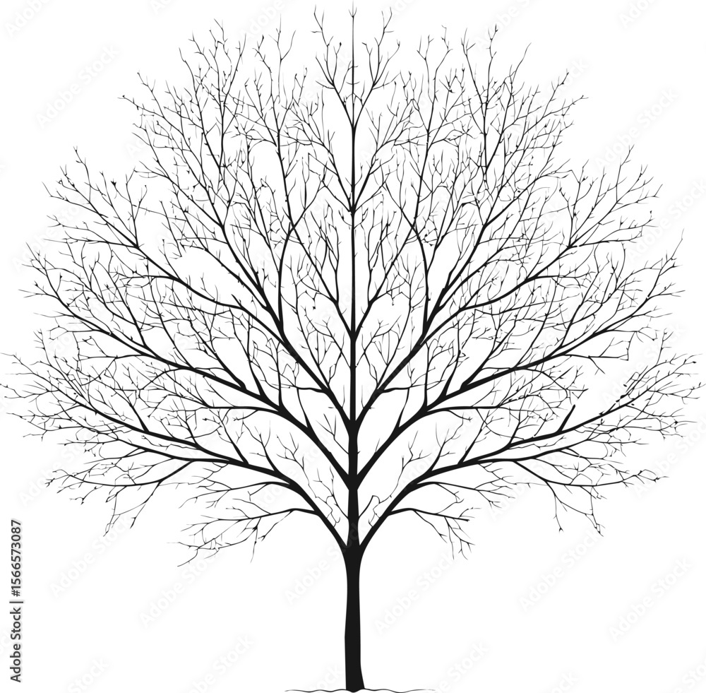Poster Silhouette of a bare tree with intricate branches
