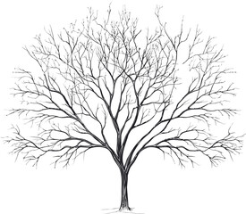 Obraz premium Intricate sketch of a bare tree with detailed branches