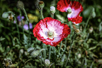 fiori di giardino