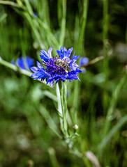 fiori di giardino