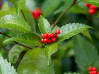 A close-up shot of vibrant red berries of Sarcandra glabra (Senryo), clustered amongst glossy green leaves. 