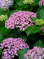 A vibrant cluster of pink Otafuku Hydrangea (also known as Uzunajisai or Popcorn Hydrangea) flowers, displaying their unique, tightly curled petals and lush green leaves. 
