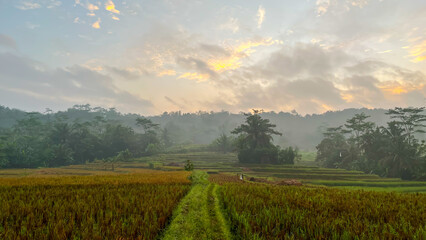 A narrow footpath through rice fields in a tropical countryside during the early morning. The sky...