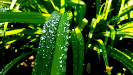 water drops on green leaf