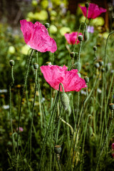 fiori di giardino