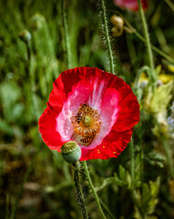 fiori di giardino