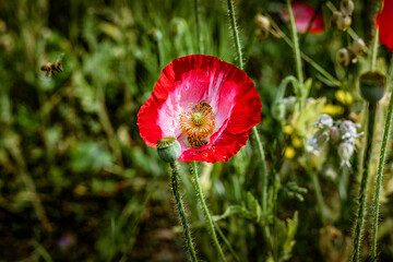 fiori di giardino