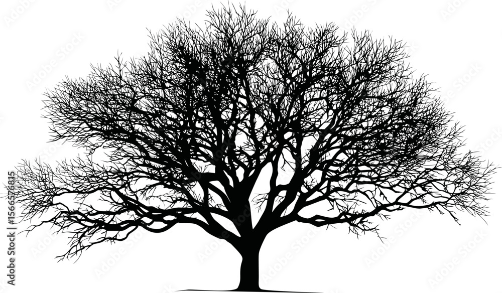 Poster Silhouette of a leafless tree with intricate branches