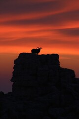 A Moment of Tranquility in Nature