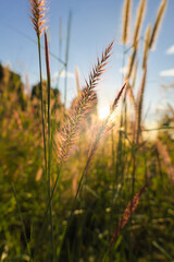 Fototapeta premium Close-up of wild grass with sunlight shining through in a natural meadow. Soft, warm, and peaceful atmosphere in the countryside