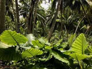 Jungle en Asie