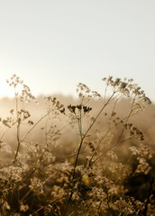 Sunlit Wildflower Meadow in Fog, Dreamy and Aesthetic Nature Background