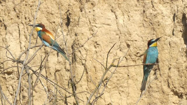 Two European bee-eaters (Merops apiaster) resting in the colony
