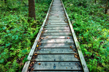 Obraz premium Wooden bridge in the forest