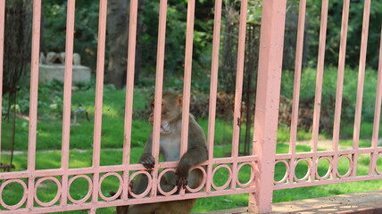 A monkey sitting calmly behind a pink iron fence in a green park, appearing thoughtful and peaceful in natural daylight