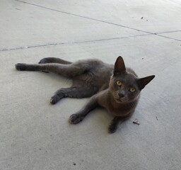 cat on the floor