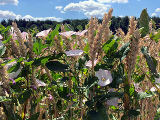 wilderness in a field of wheat