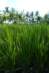 green rice field 