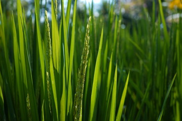 close up of rice seed in field