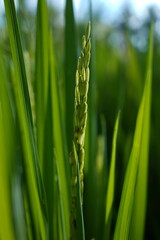 close up of rice seed in field