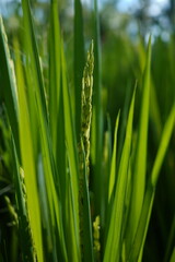 close up of rice seed in field