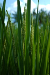 Obraz premium close up of rice seed in field