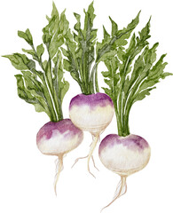 watercolor vegetable