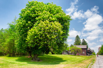 a large chestnut tree in eckley miners village in rural Pennsylvania