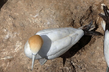 gannet