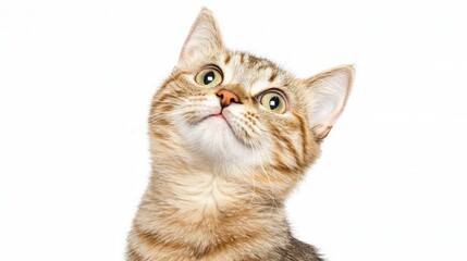 Obraz premium Adorable Tabby Cat with Big Eyes Looking Upward Against a White Background, Capturing the Curiosity and Playfulness of Feline Companions