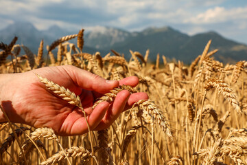 Close-up of a human hand gently holding ripe golden wheat ears in a sunlit field with mountains in the background, series "Agriculture".