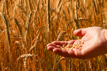 Agronomist holding ripe wheat grains in hand against golden ears of ripe wheat in the sun, close-up, series "Agriculture"