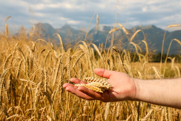 Farmer holding ripe ears of wheat in hand against the backdrop of Alpine mountains and a field with golden ripe ears of wheat, series "Agriculture".	