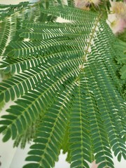 green fern leaves